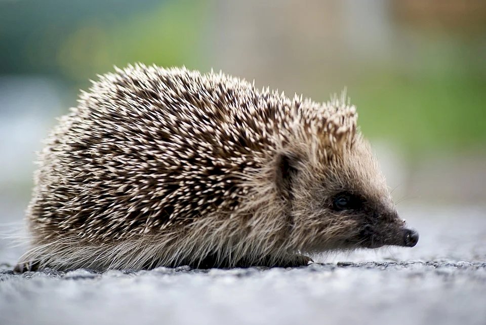 Hedgehog online puzzle