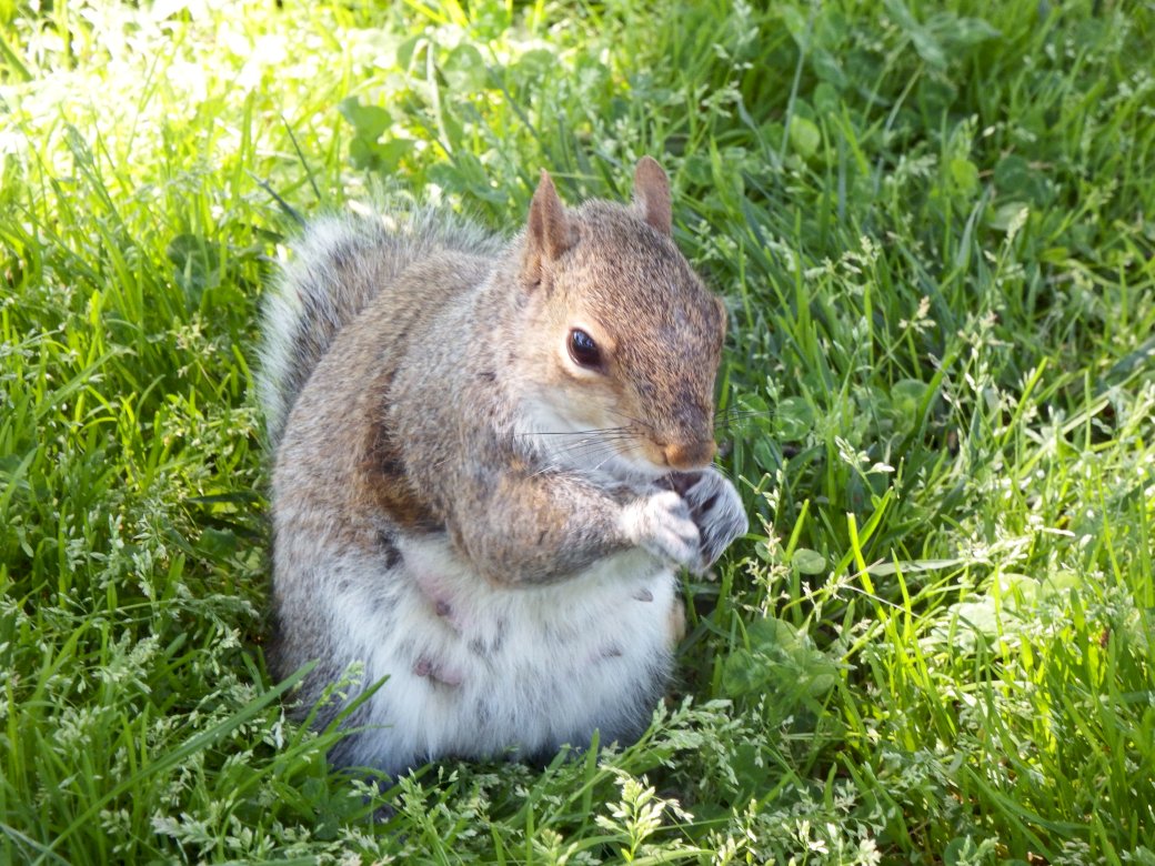 SQUIRREL EATING Pussel online