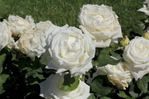 Τριαντάφυλλα του John Paul II παζλ online