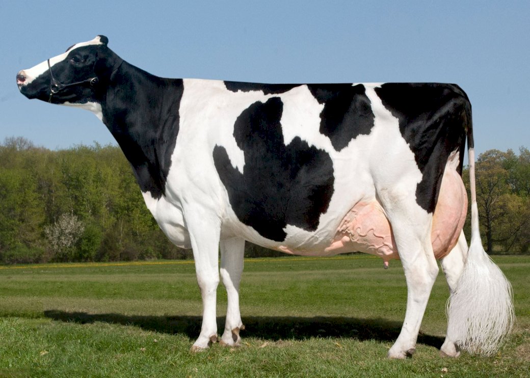 Holstein Pussel online
