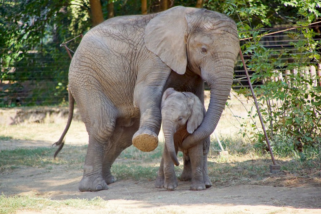 Elefantenbaby mit Mutter Puzzlespiel online