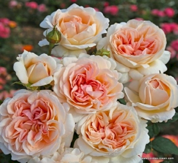 A rose. jigsaw puzzle online