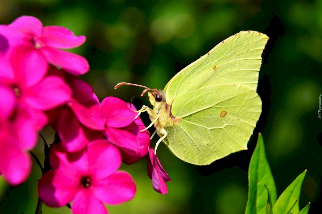 Farfalla al limone puzzle online