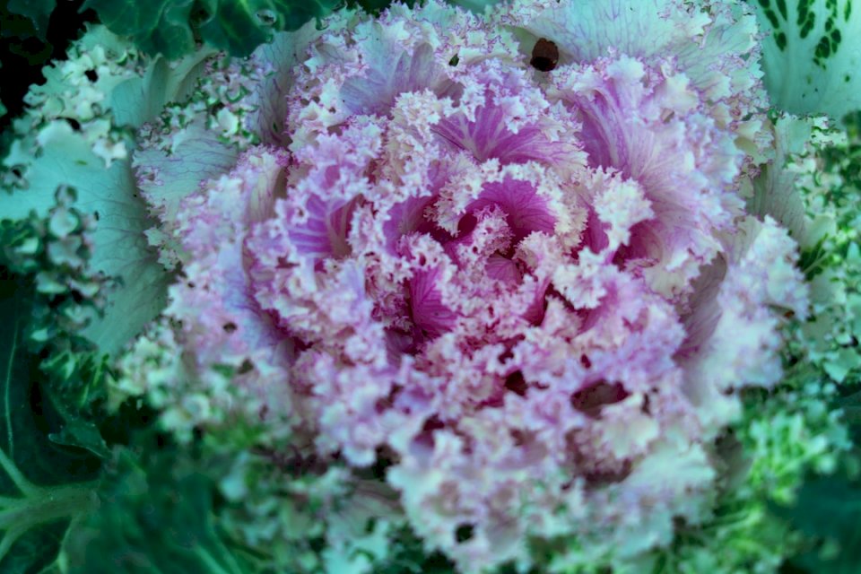 Декоративно зелево цвете онлайн пъзел