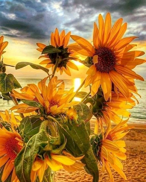 солнечные цветы пазл онлайн