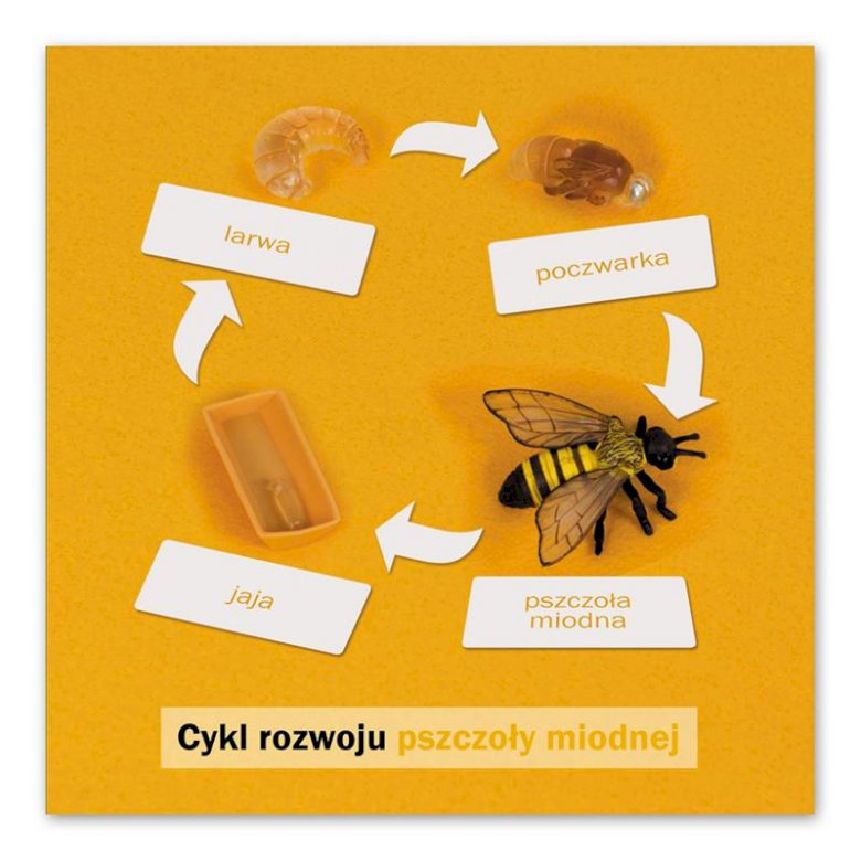 Honigbiene Puzzlespiel online