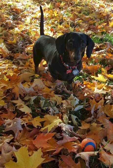 Um dachshund no meio das folhas puzzle online