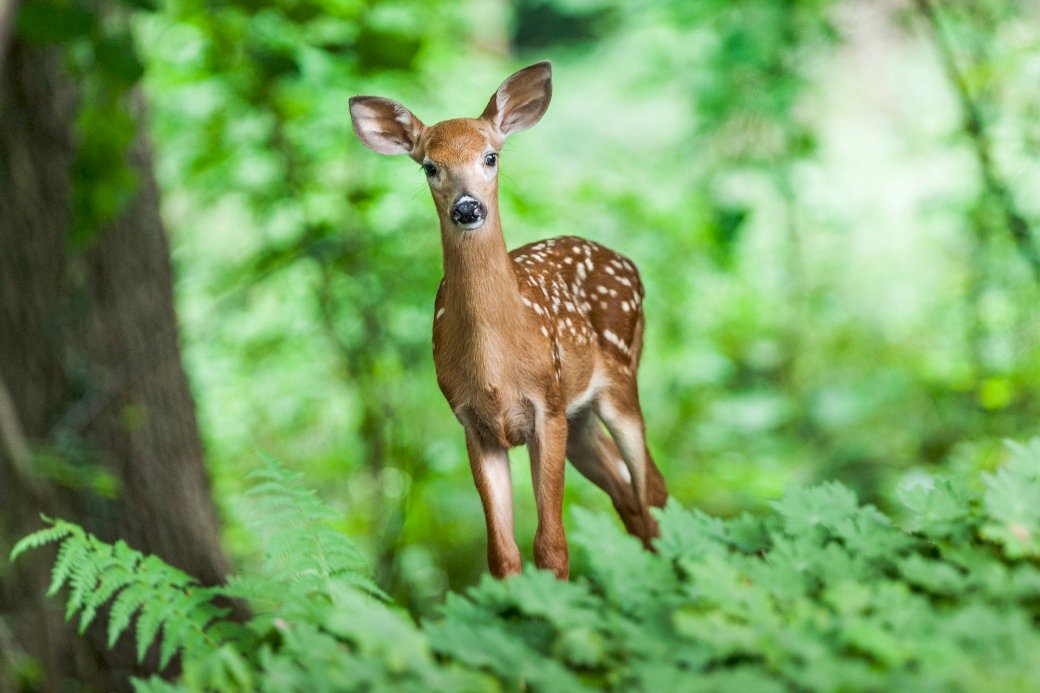 Állatok az erdőben online puzzle
