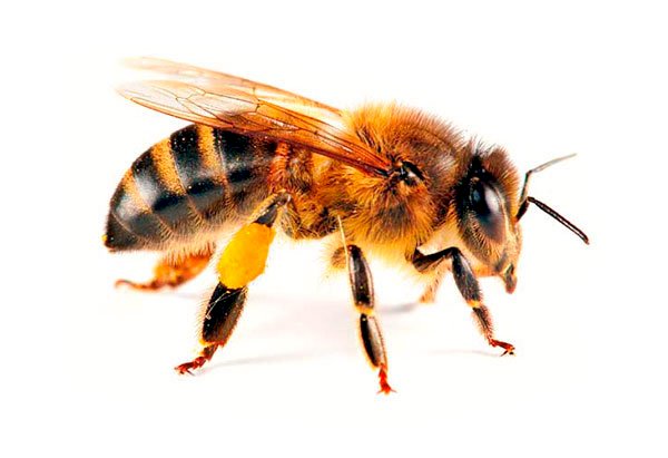 Včela na bílém pozadí skládačky online