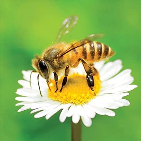Včela na květu online puzzle