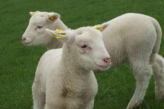 пъзел- овца онлайн пъзел