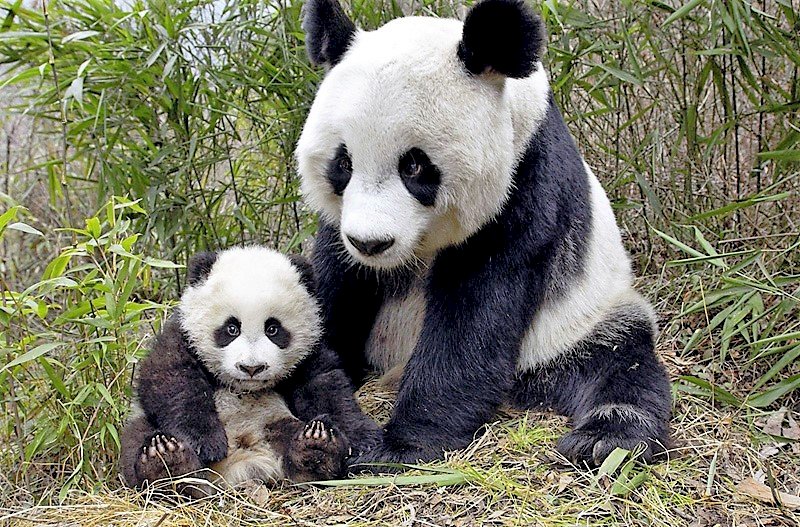 pandas rodina skládačky online
