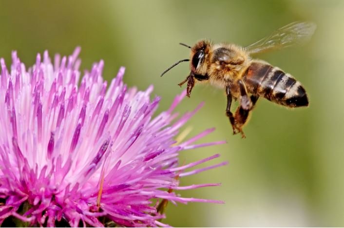 Včela na květu skládačky online