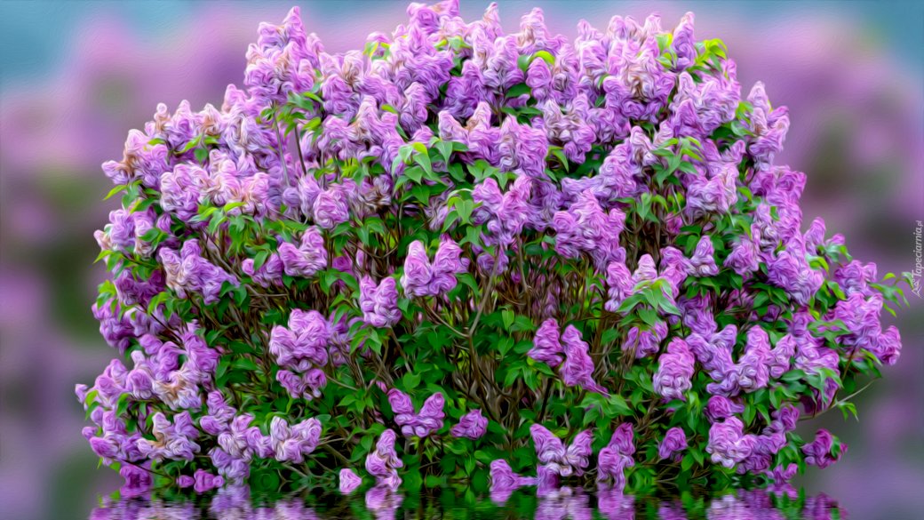 Arbuste lilas puzzle en ligne