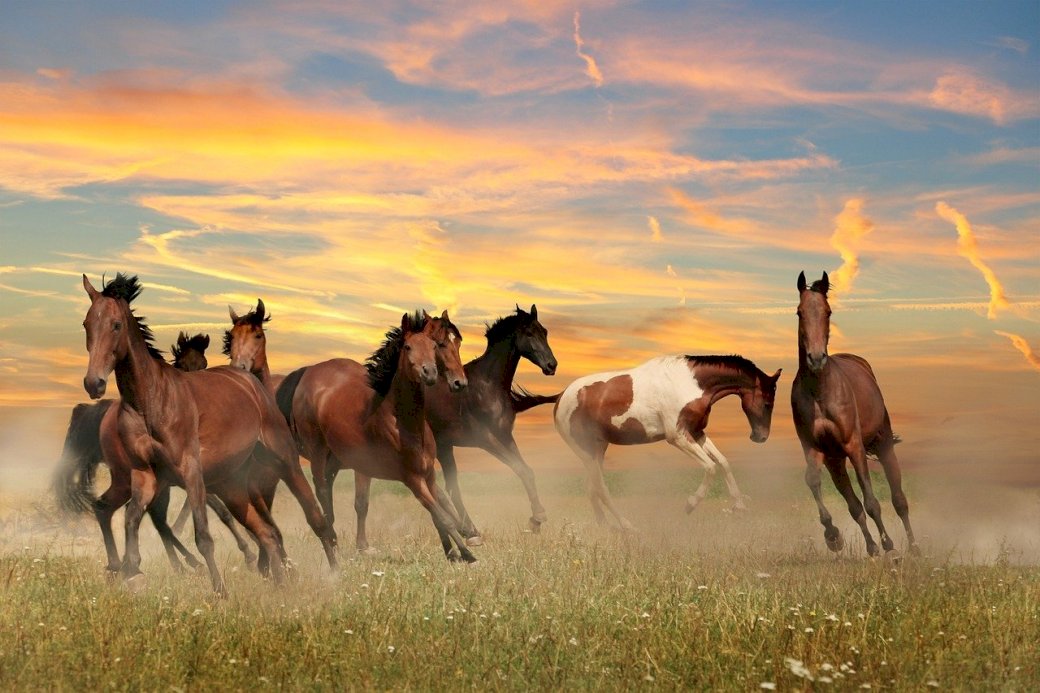 galopperande hästar Pussel online