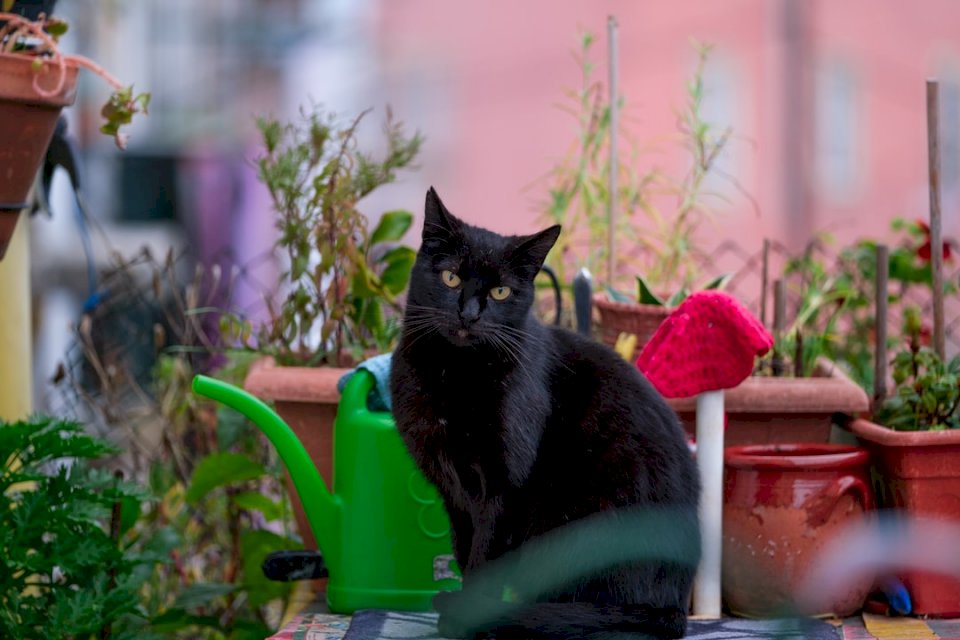 Černá kočka sedí na domě online puzzle