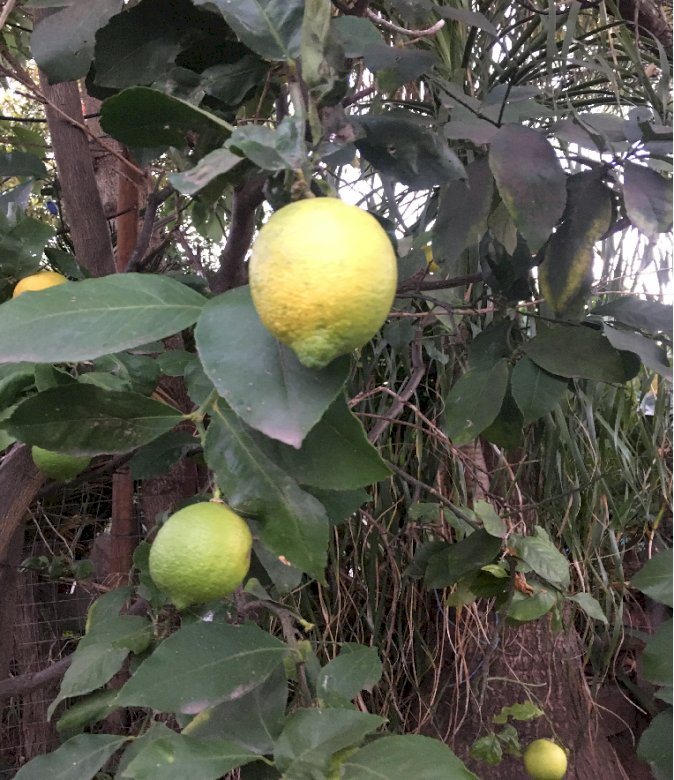 Julia Lemon Tree pussel på nätet