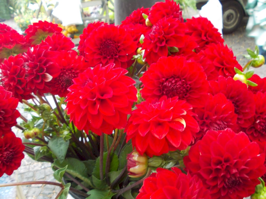 un esplendor de flores rojas rompecabezas en línea