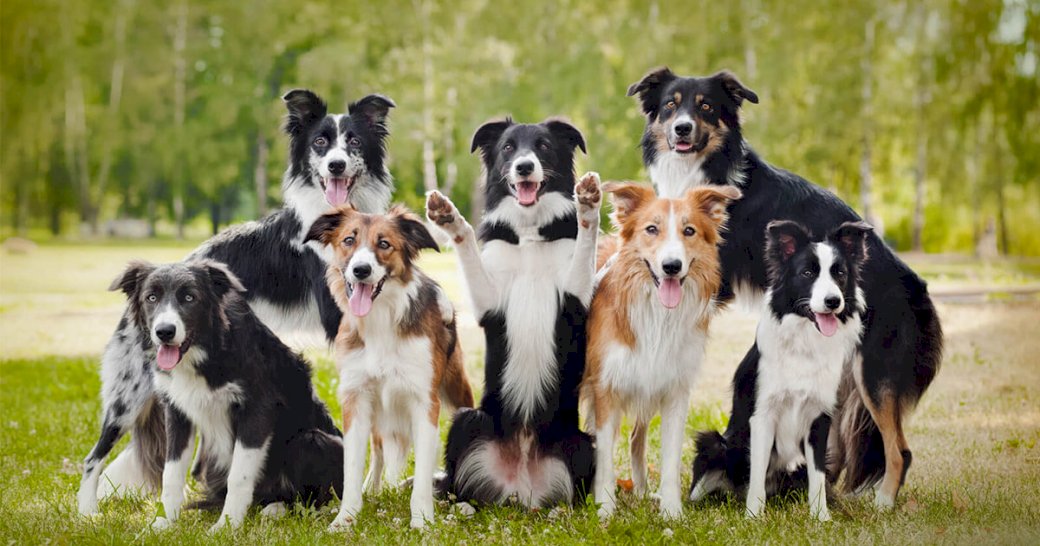 Dogies Collie jigsaw puzzle online