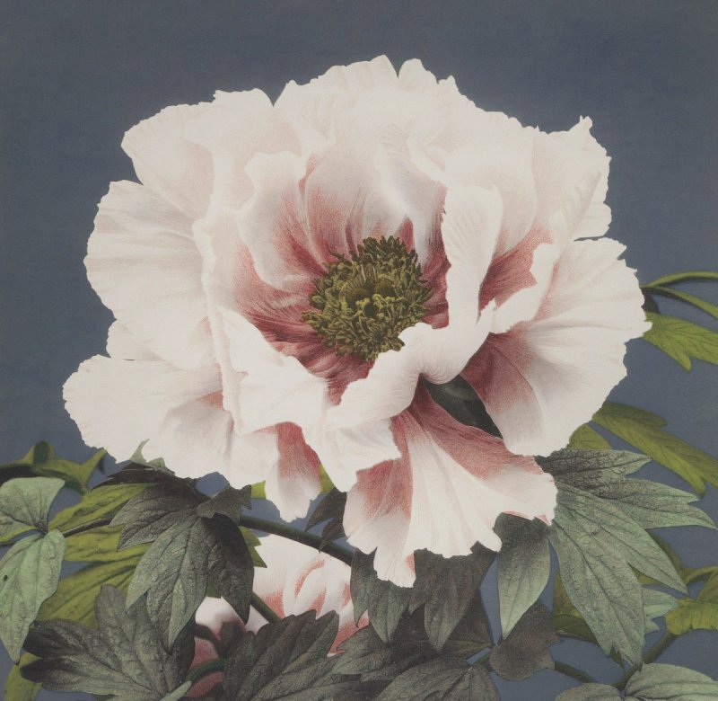 Pink Peony Pussel online