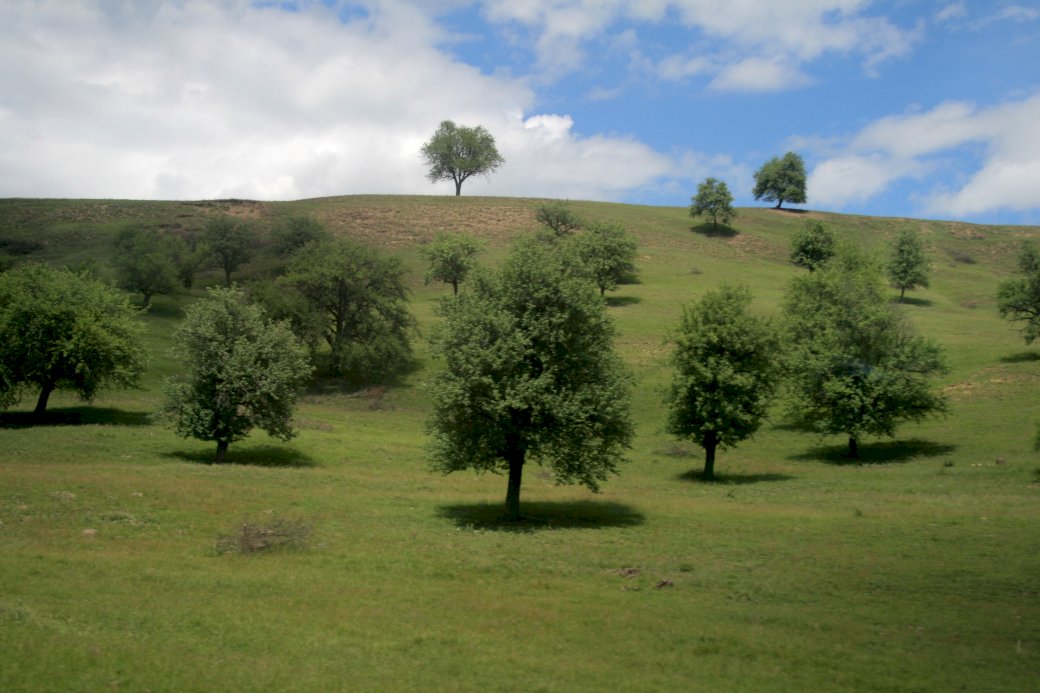 Дървета по хълмовете онлайн пъзел