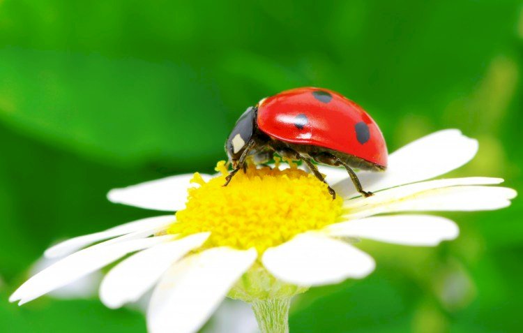 Ladybug on daisy jigsaw puzzle online