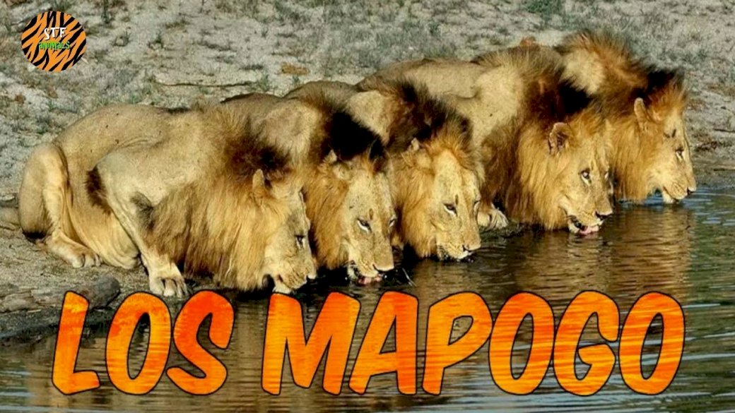 Mapogo лъвове онлайн пъзел