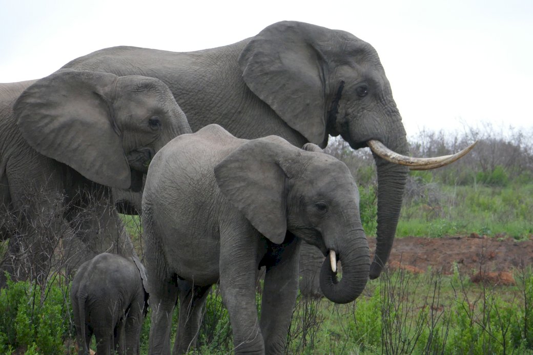 Elefantenfamilie Online-Puzzle