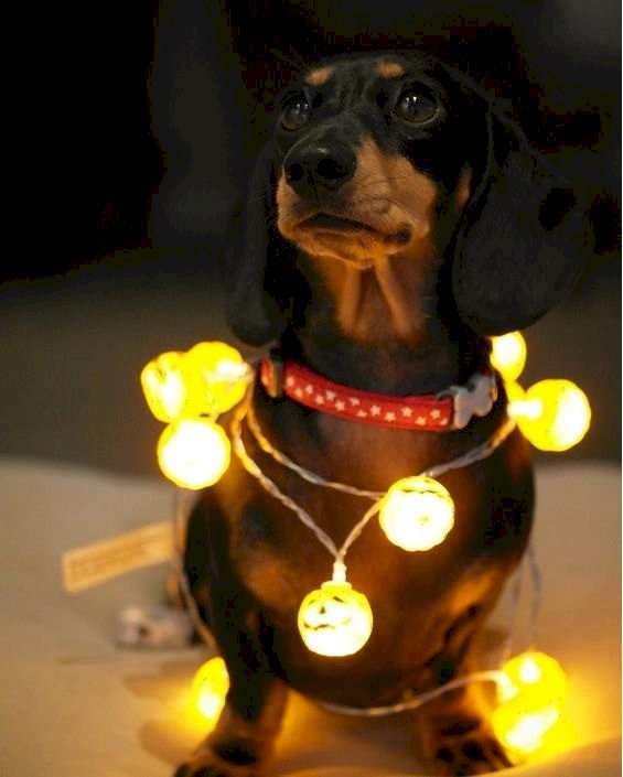 Illuminated dachshund online puzzle