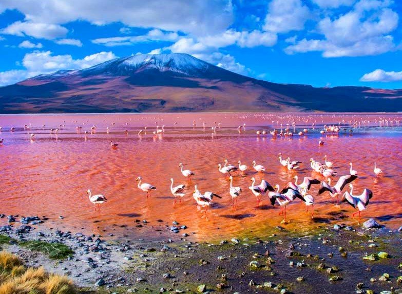 Roter See, Flamingos Online-Puzzle