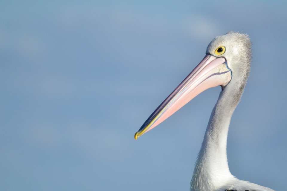Pelican en Sydney, Australia rompecabezas en línea
