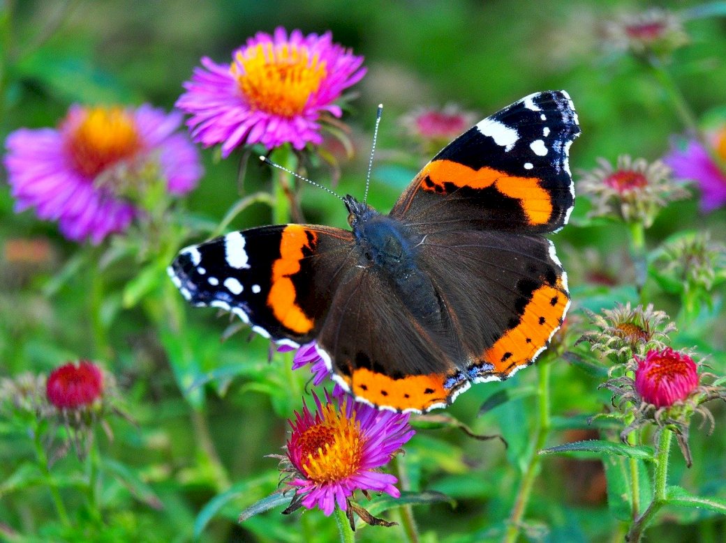 Jarní louka - motýl skládačky online