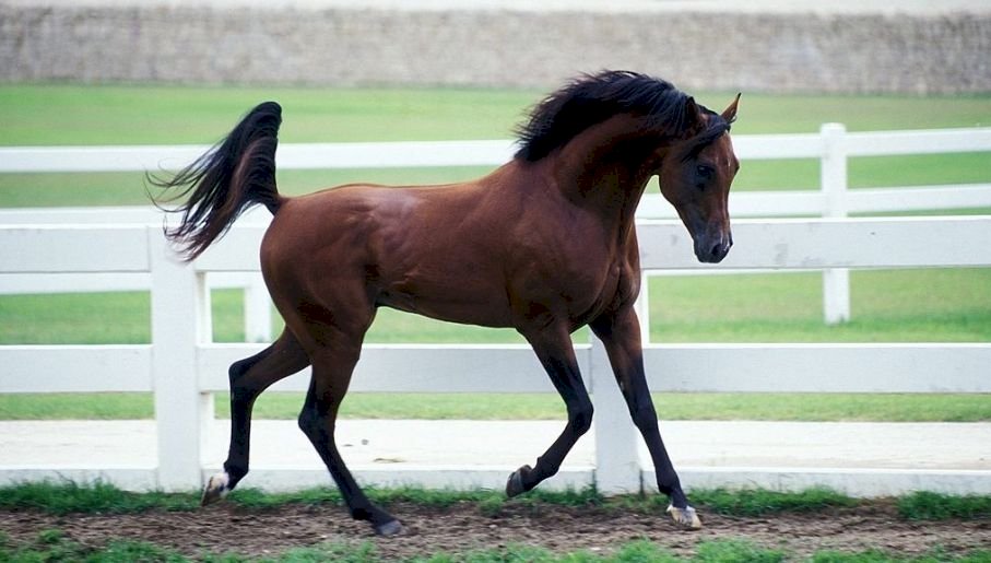 όμορφο άλογο παζλ online