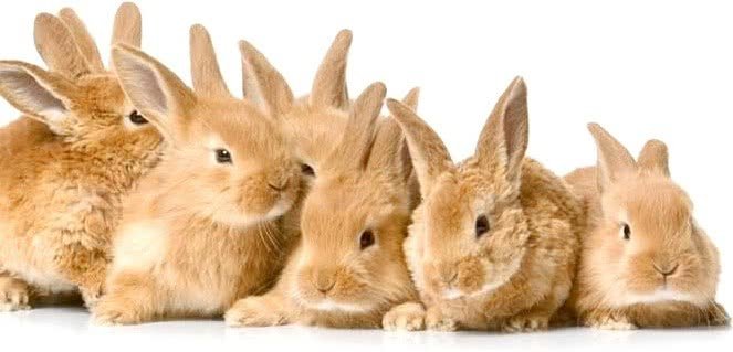 kaniner Pussel online