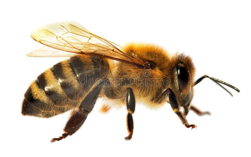 Miel de abeja rompecabezas en línea