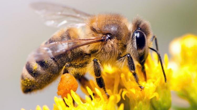 медоносна бджола пазл онлайн