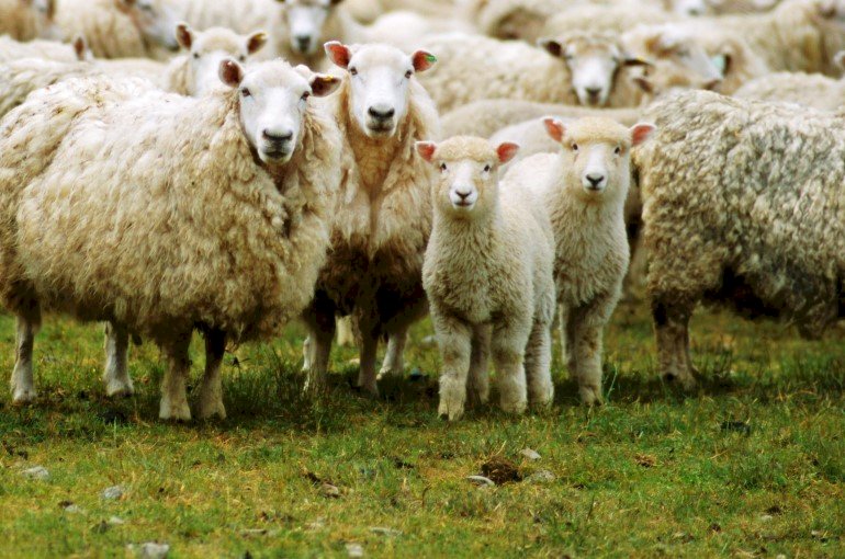 kleine Schafe auf dem Feld Puzzlespiel online
