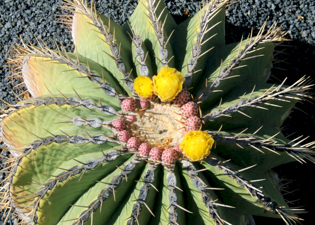Kaktus Blume Puzzlespiel online