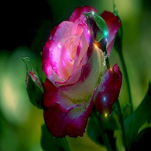 Роза, пазл онлайн