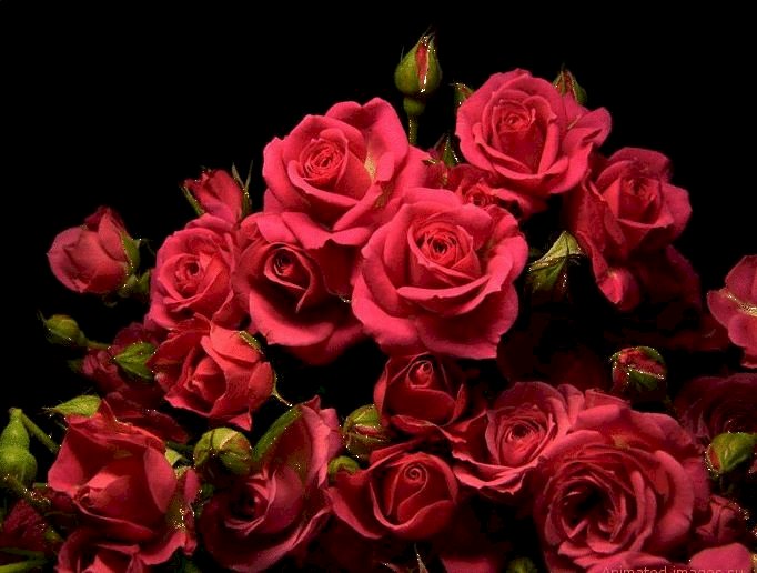 Τριαντάφυλλα παζλ online