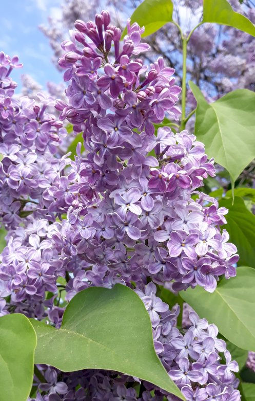 spring lilac jigsaw puzzle online
