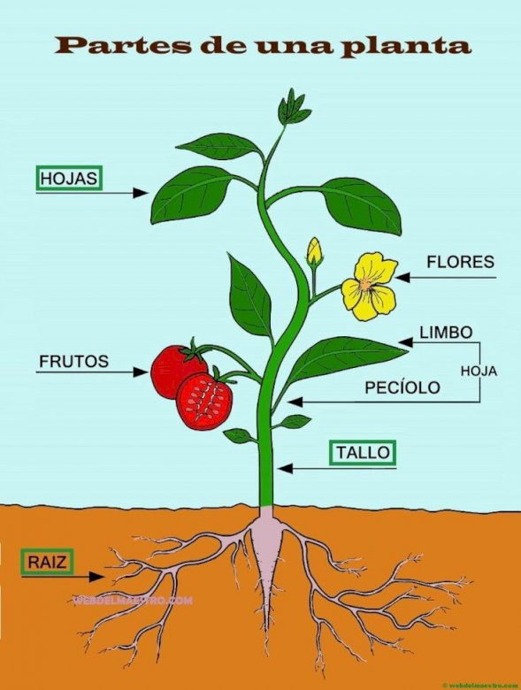 AS PARTES DAS PLANTAS - puzzle online