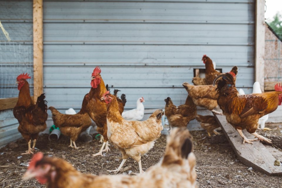 Pollos de Arkansas rompecabezas en línea