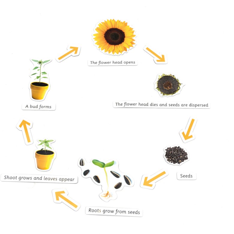 from a seed to a flower jigsaw puzzle online