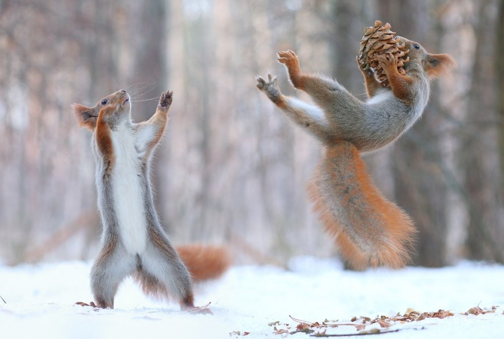 Eekhoorns springen legpuzzel online