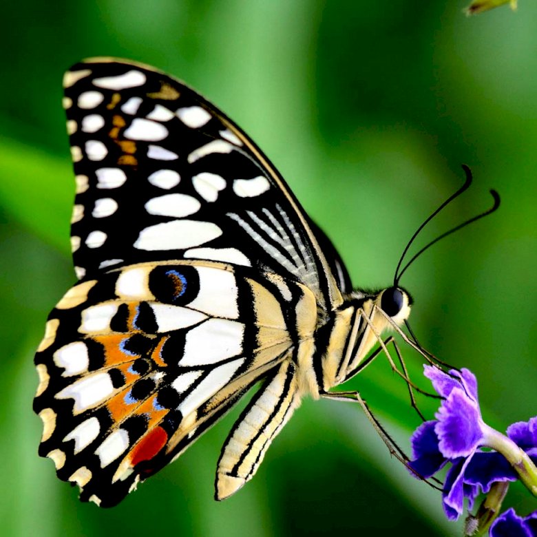 BUTTERFLY online puzzle
