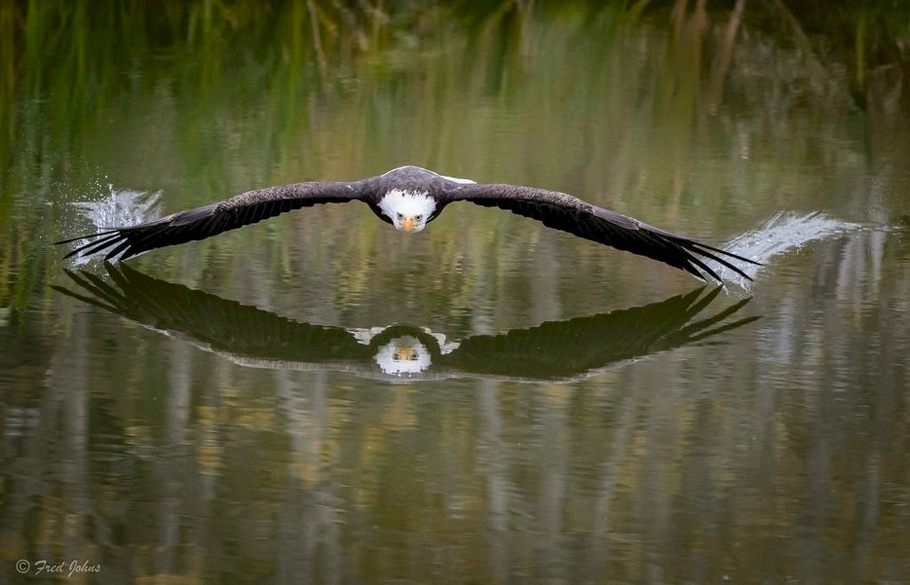 орел над водою пазл онлайн