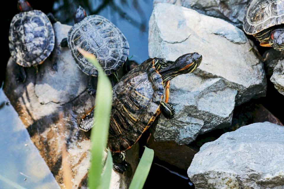 Schildkröten mit Salat und Gelb Online-Puzzle