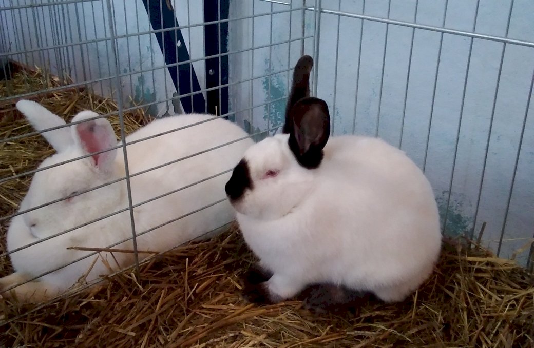 bunnies online puzzle