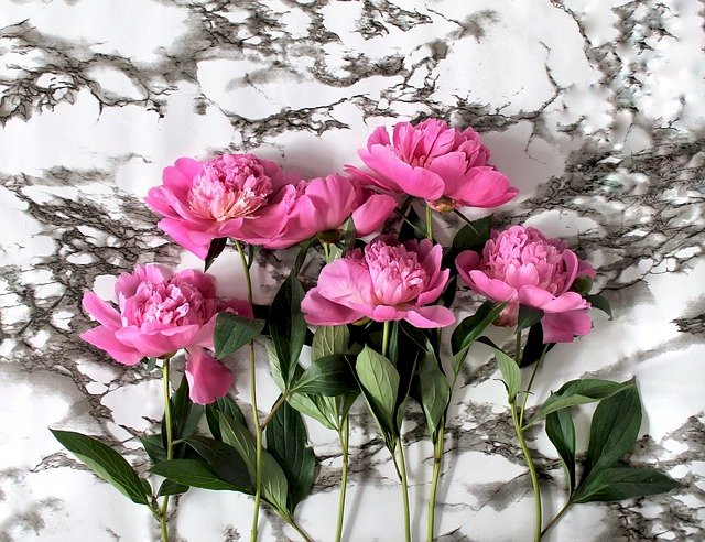 Розови божури на мраморен фон онлайн пъзел
